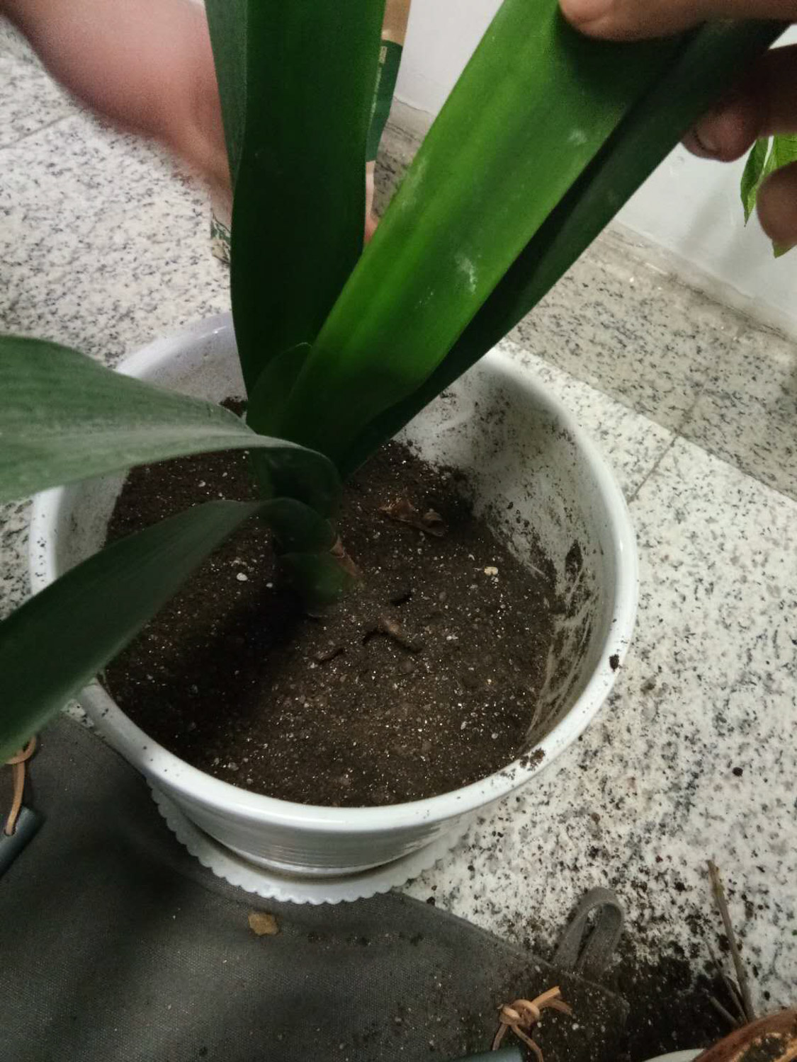 君子兰抽箭怎样管理，花箭几天抽出来