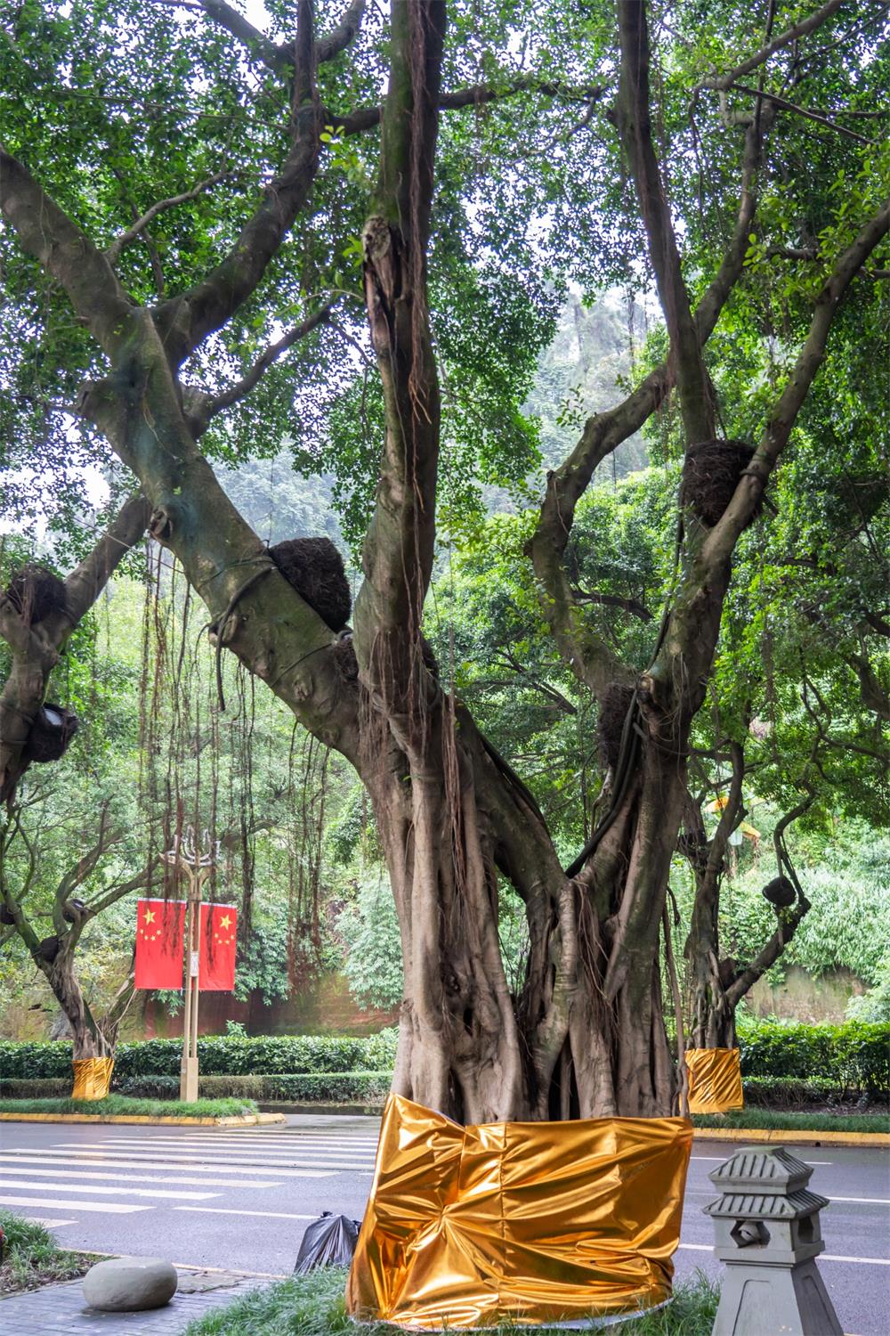 榕树叶子锈斑怎么治，叶子有锈斑的原因