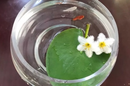 一叶莲开花后怎么处理，开花后怎么养护