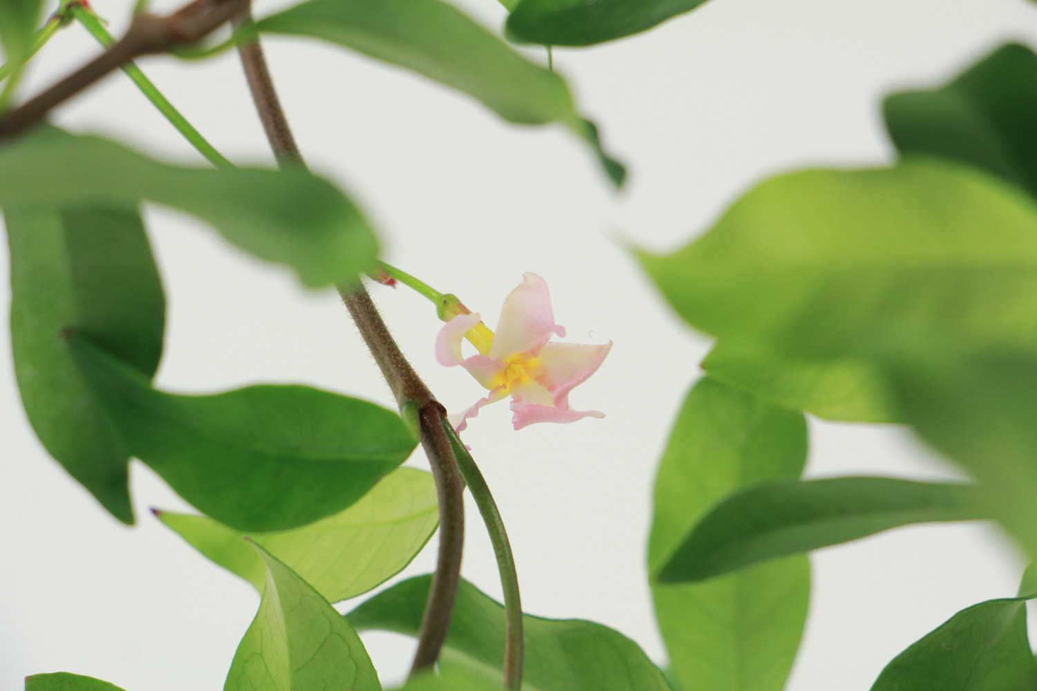 风车茉莉用什么土最好，怎么栽种