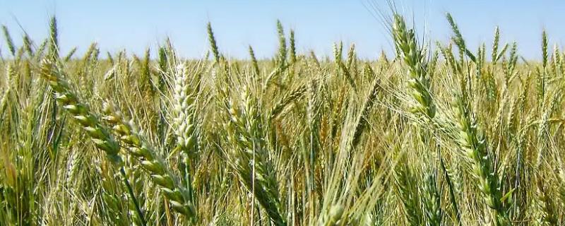 血麦的种植前景，适合种植的地区有哪些