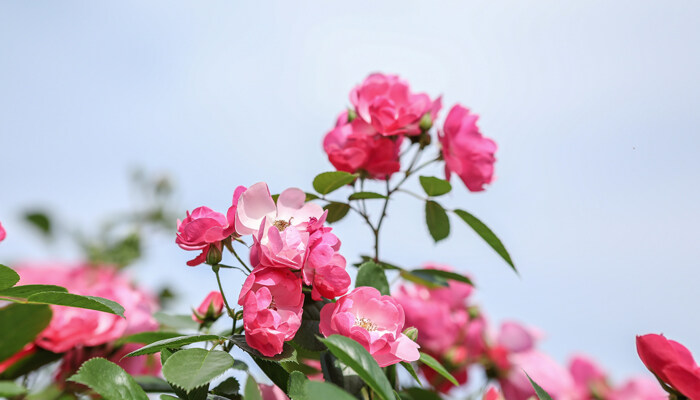 月季花怎么养