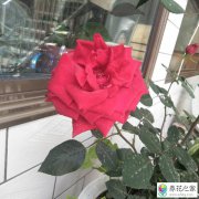 月季花有枝能扦插那只剩根还会冒新芽吗