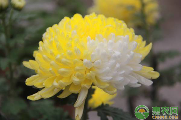 菊花白粉病症状、原因及防治方法