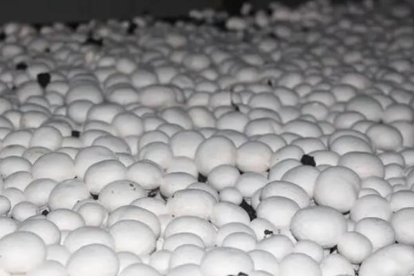 种植双孢蘑菇如何用水，根据土层发菌情况掌握喷水量