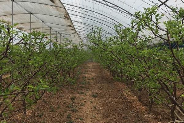 冬枣春季管理方法，适时施肥翻耕可增强树势、消灭越冬害虫