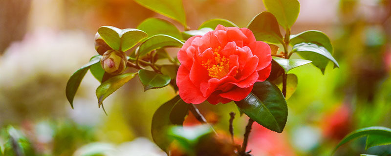 茶花7.jpg