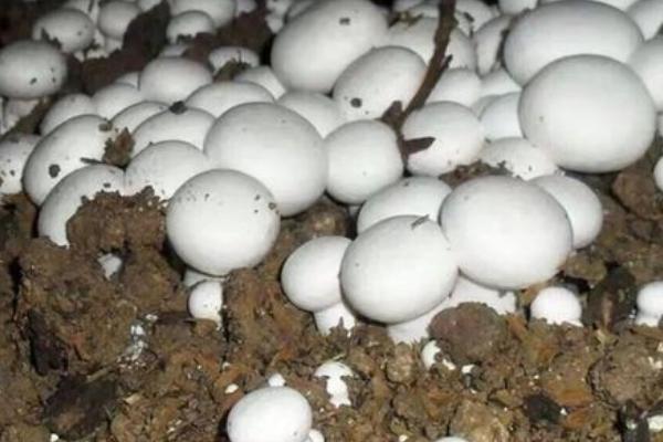 种植双孢蘑菇如何用水，根据土层发菌情况掌握喷水量
