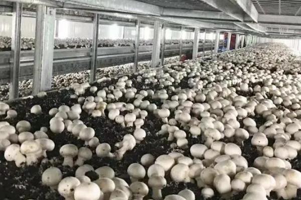 种植双孢蘑菇如何用水，根据土层发菌情况掌握喷水量