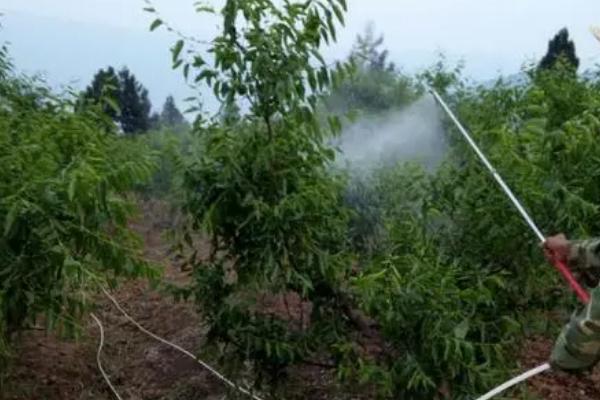 冬枣春季管理方法，适时施肥翻耕可增强树势、消灭越冬害虫