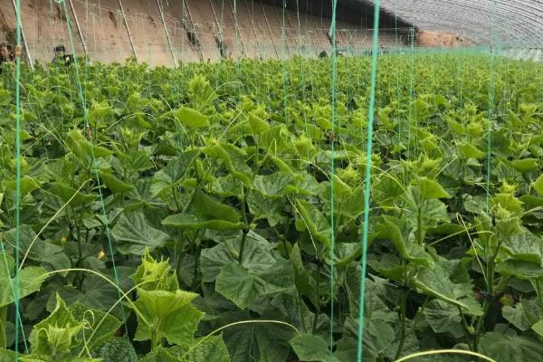 大棚黄瓜有苦味如何处理，控施氮肥、增施钾肥可减少苦味