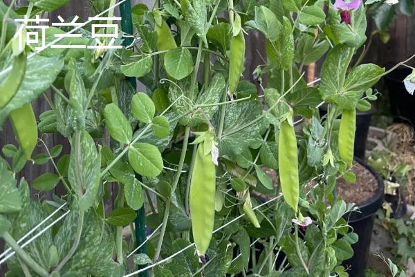 荷兰豆和豌豆的区别，荷兰豆较扁、豌豆呈圆柱状