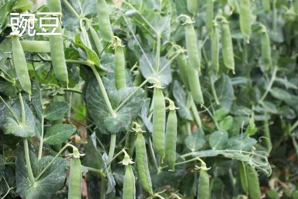 荷兰豆和豌豆的区别，荷兰豆较扁、豌豆呈圆柱状