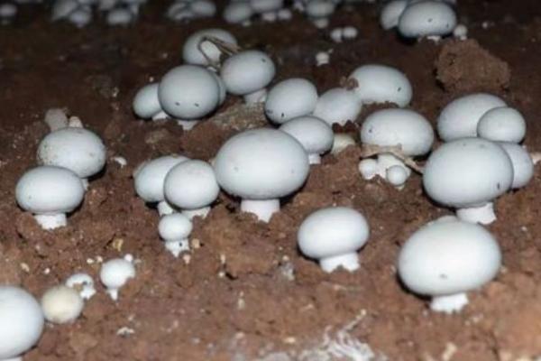 种植双孢蘑菇如何用水，根据土层发菌情况掌握喷水量