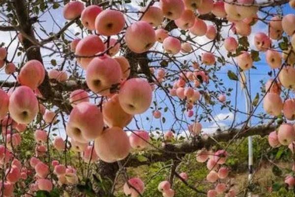 如何让红富士苹果的果面全部变红，保持充足光照可增加着色面积