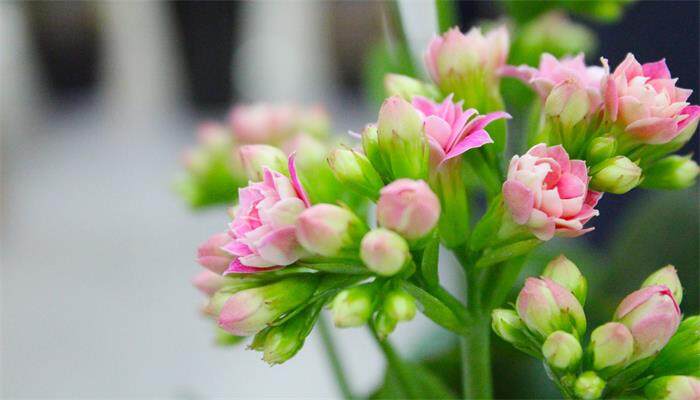 长寿花.jpg