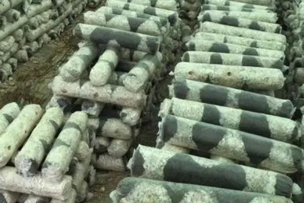 种植双孢蘑菇如何用水，根据土层发菌情况掌握喷水量