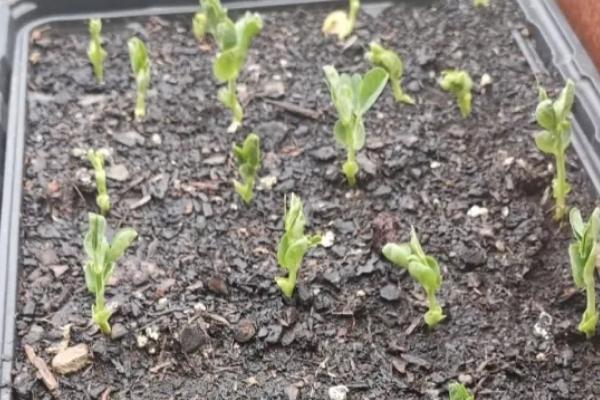 荷兰豆和豌豆的区别，荷兰豆较扁、豌豆呈圆柱状