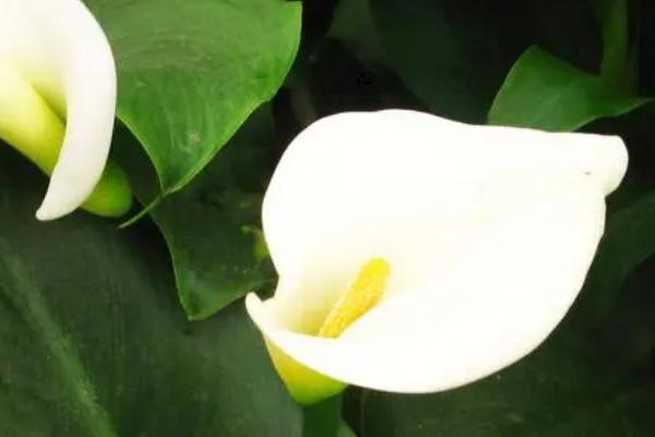 怎样让马蹄莲开花，土壤要含微酸性