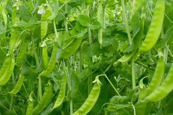 荷兰豆和豌豆的区别，荷兰豆较扁、豌豆呈圆柱状