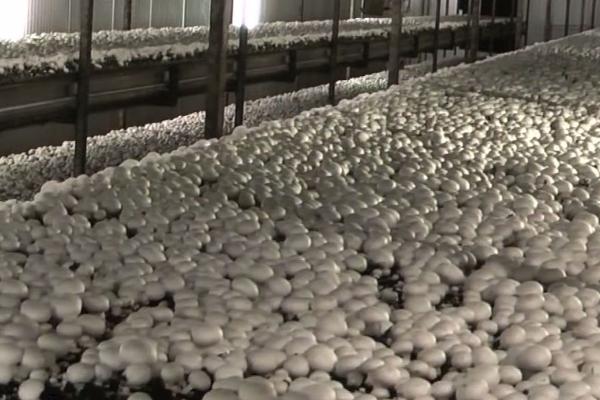 种植双孢蘑菇如何用水，根据土层发菌情况掌握喷水量