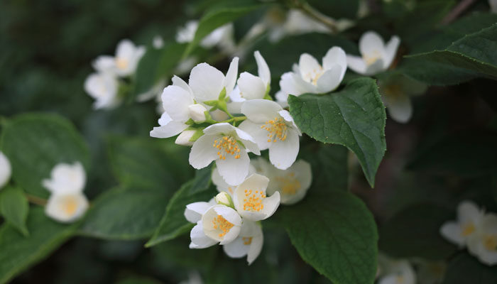 茉莉花.jpg