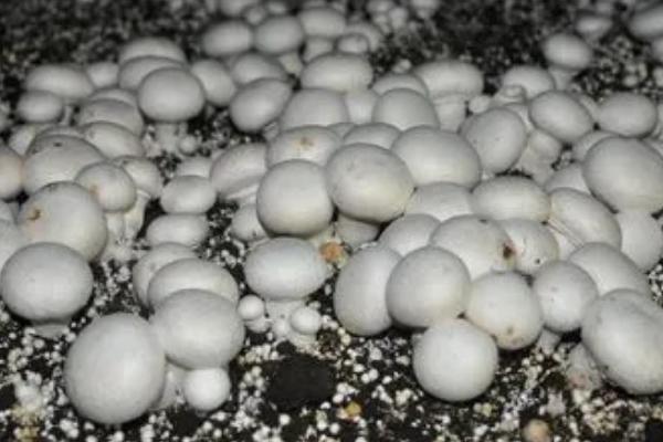 种植双孢蘑菇如何用水，根据土层发菌情况掌握喷水量