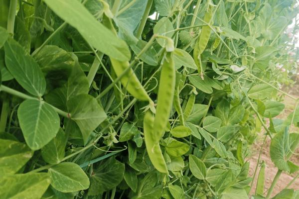 荷兰豆和豌豆的区别，荷兰豆较扁、豌豆呈圆柱状