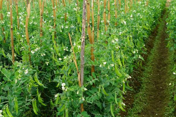 荷兰豆和豌豆的区别，荷兰豆较扁、豌豆呈圆柱状