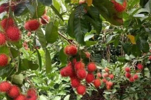 红毛丹的种植方法，将种子压入沙床后要覆盖遮阳网