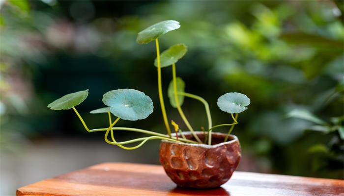 铜钱草 (1).jpg
