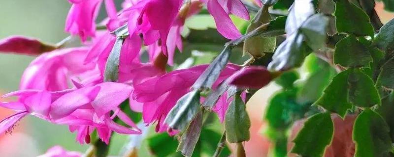 蟹爪兰的嫁接时间，一般在3-6月份和9-10月份