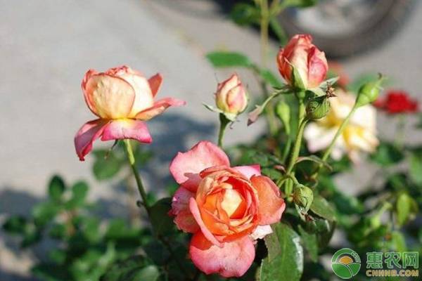 月季霜霉病的发生规律及防治措施