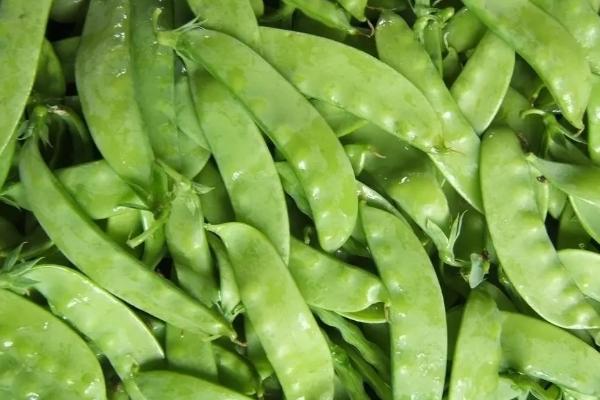 荷兰豆和豌豆的区别，荷兰豆较扁、豌豆呈圆柱状