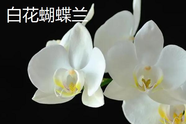 蝴蝶兰的花语，不同花色的花语不同