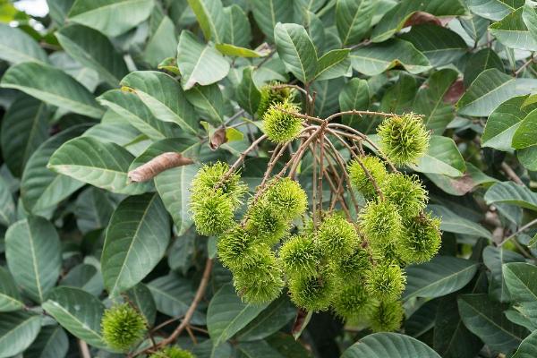 红毛丹的种植方法，将种子压入沙床后要覆盖遮阳网
