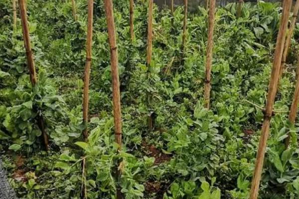 荷兰豆和豌豆的区别，荷兰豆较扁、豌豆呈圆柱状